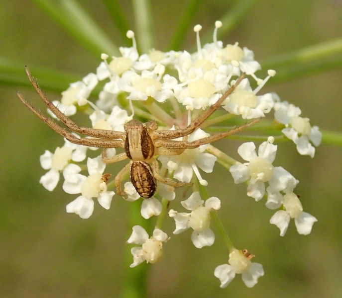 Xysticus sp.